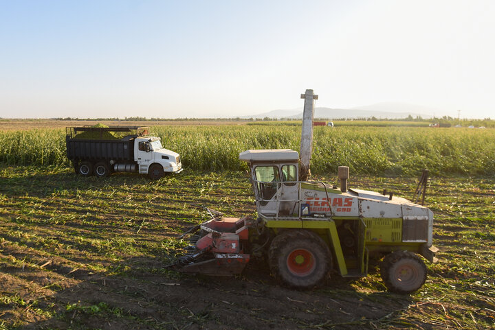 برداشت ذرت علوفه ای