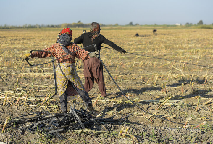 برداشت ذرت علوفه ای