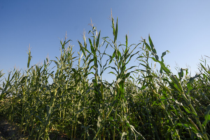 برداشت ذرت علوفه ای