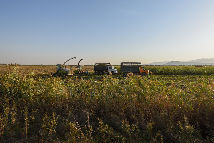 برداشت ذرت علوفه ای