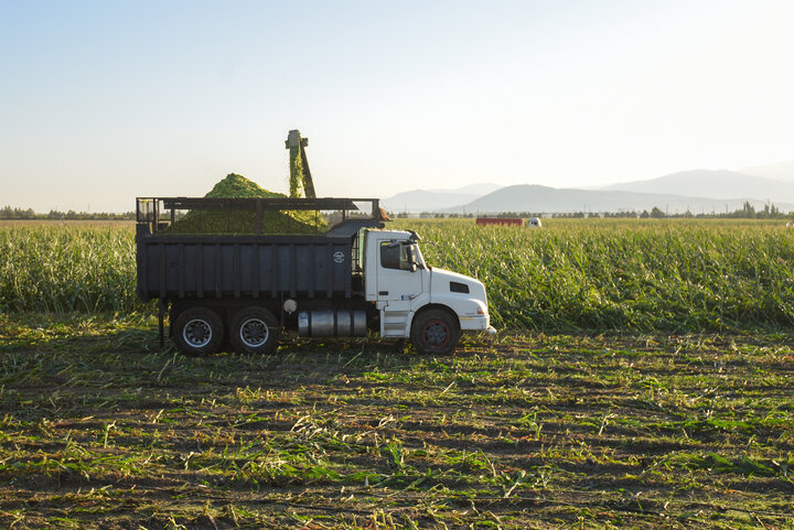 برداشت ذرت علوفه ای