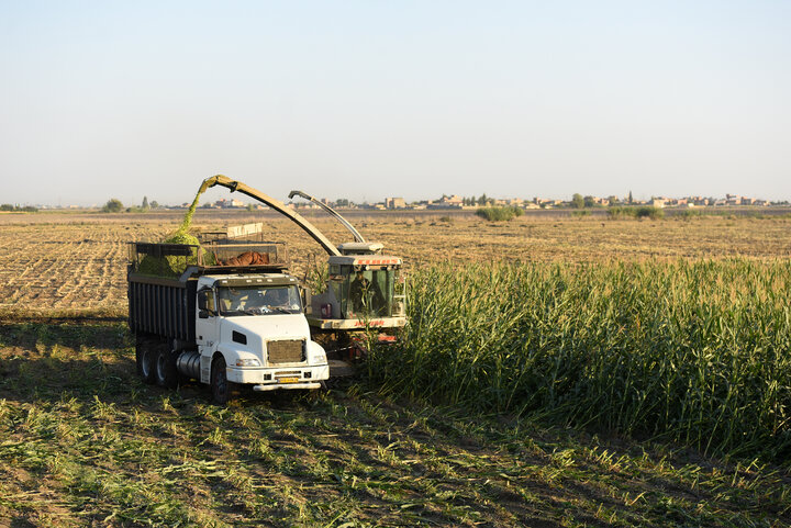 برداشت ذرت علوفه ای