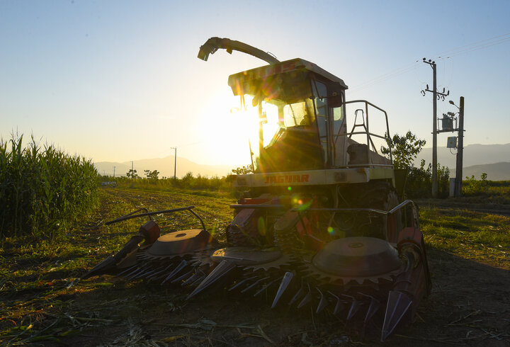 برداشت ذرت علوفه ای