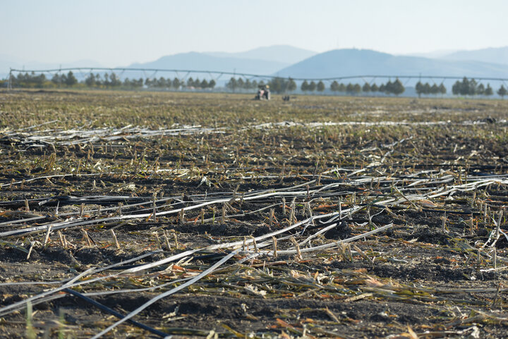 برداشت ذرت علوفه ای