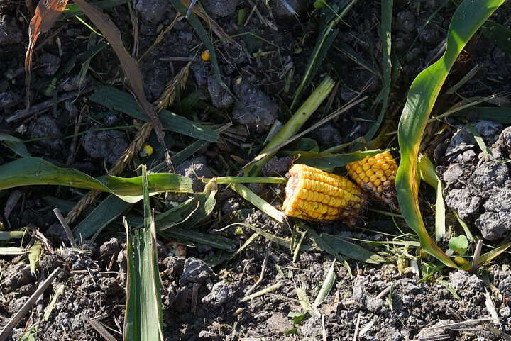 برداشت ذرت علوفه ای