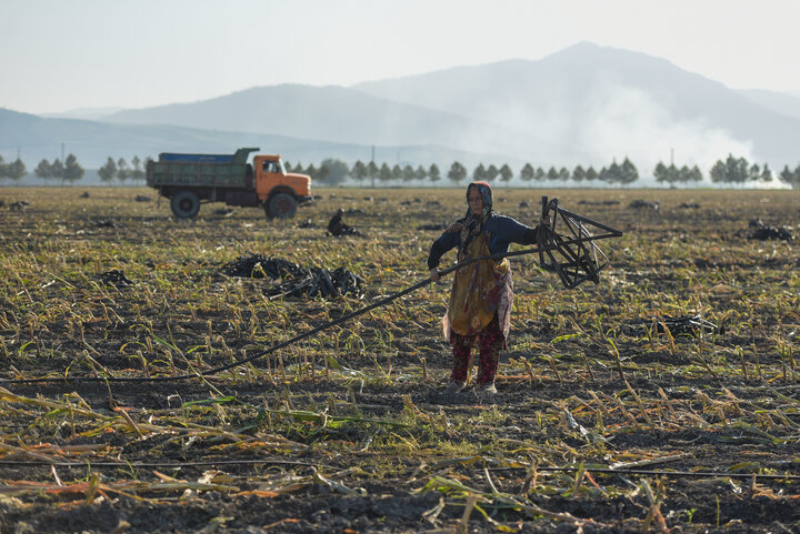 برداشت ذرت علوفه ای