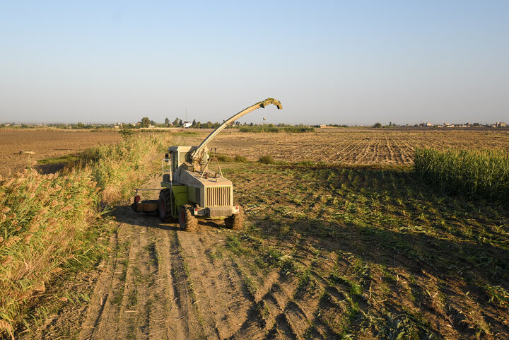 برداشت ذرت علوفه ای