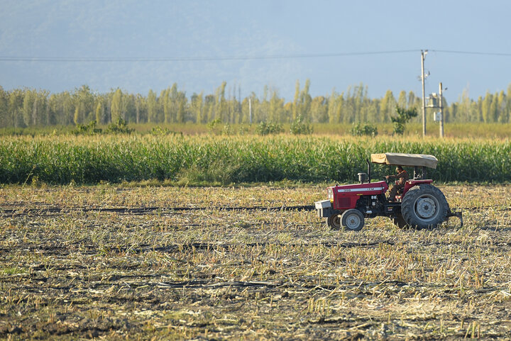 برداشت ذرت علوفه ای