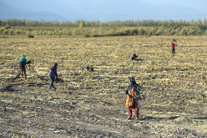 برداشت ذرت علوفه ای