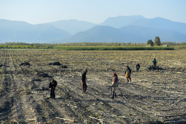 برداشت ذرت علوفه ای