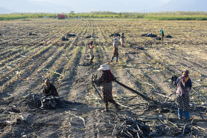 برداشت ذرت علوفه ای