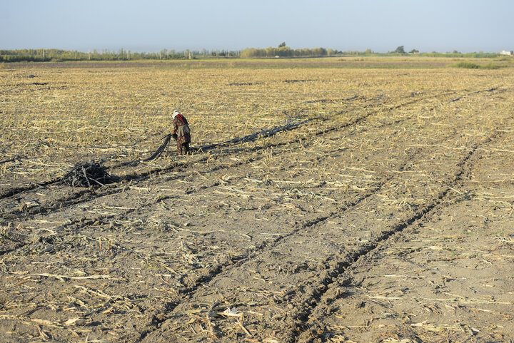 برداشت ذرت علوفه ای