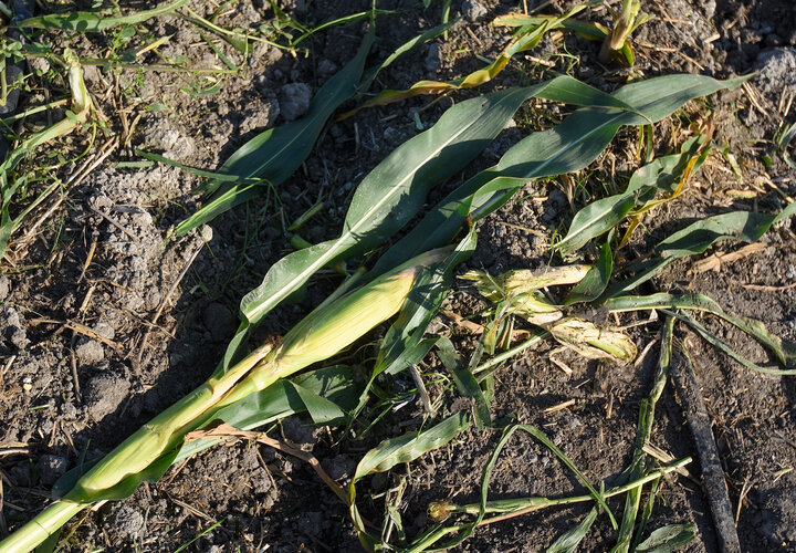 برداشت ذرت علوفه ای