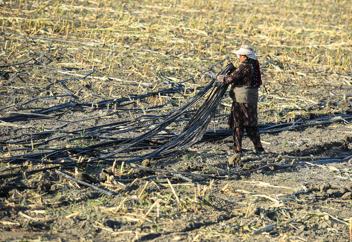 برداشت ذرت علوفه ای