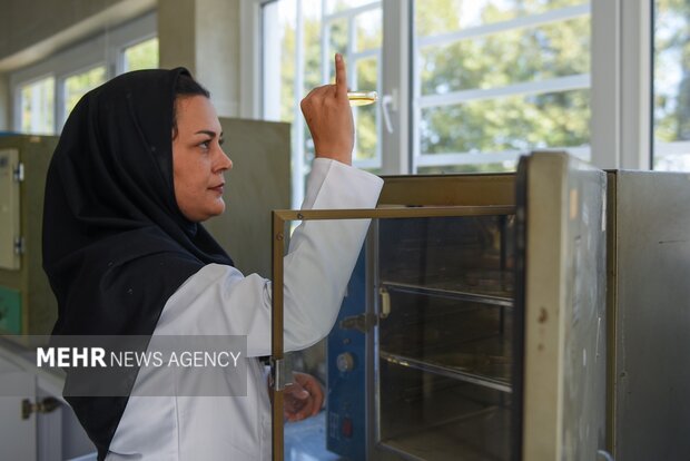 تولید رب گوجه فرنگی