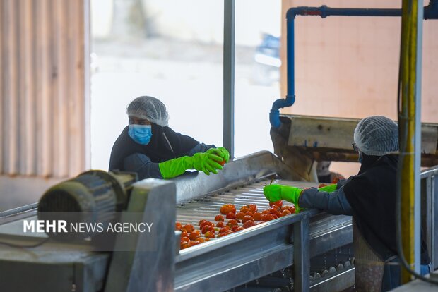 تولید رب گوجه فرنگی