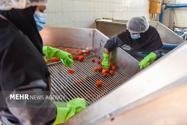 تولید رب گوجه فرنگی