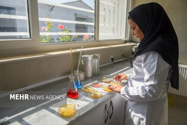 تولید رب گوجه فرنگی