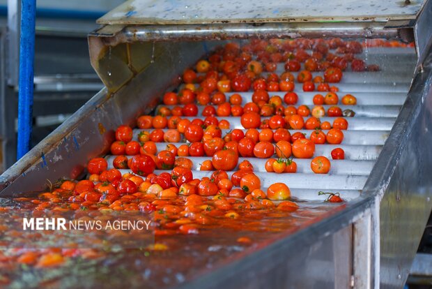 تولید رب گوجه فرنگی