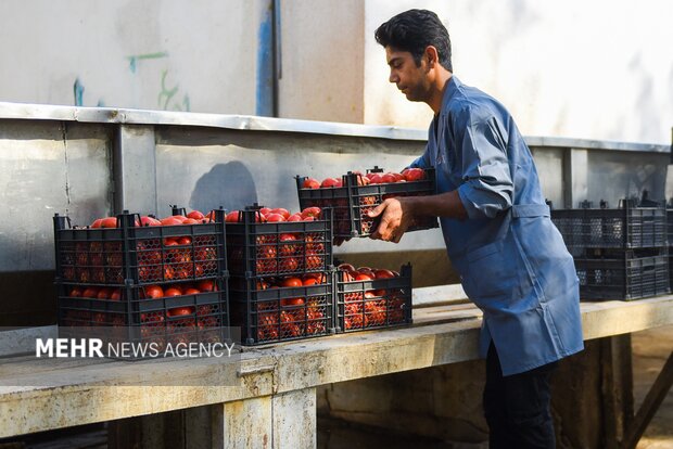 تولید رب گوجه فرنگی