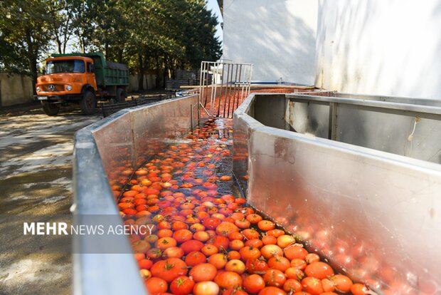 تولید رب گوجه فرنگی
