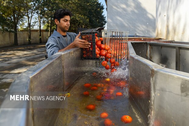 تولید رب گوجه فرنگی