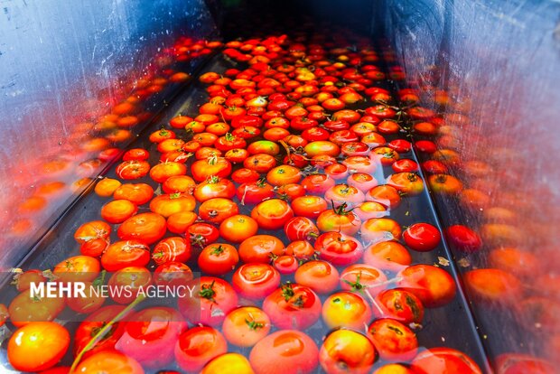 تولید رب گوجه فرنگی
