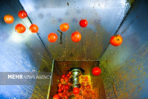 تولید رب گوجه فرنگی