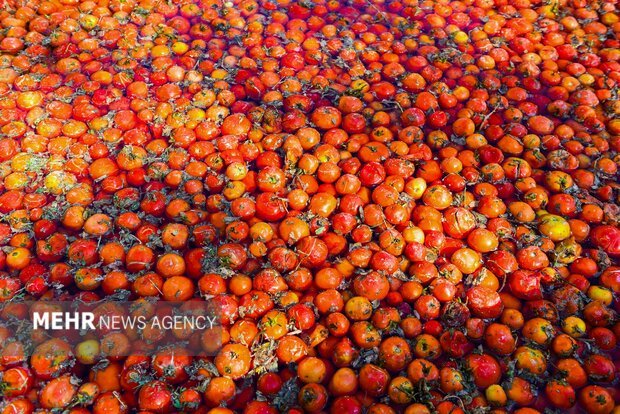 تولید رب گوجه فرنگی