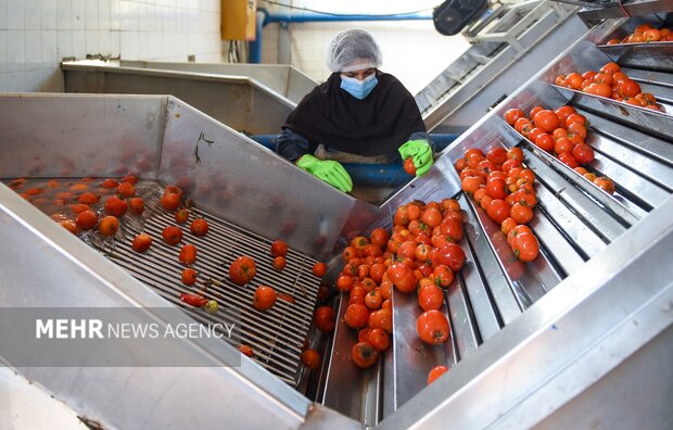 تولید رب گوجه فرنگی