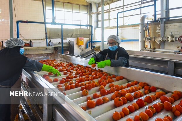 تولید رب گوجه فرنگی