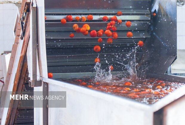 تولید رب گوجه فرنگی