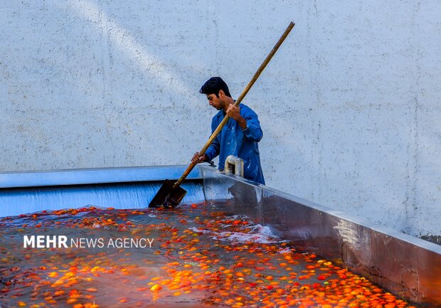 تولید رب گوجه فرنگی