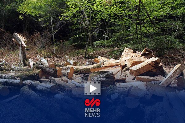 ماجرای ویدئوی قطع درختان در چمستان چه بود؟ ماجرای ویدئوی قطع درختان در چمستان چه بود؟