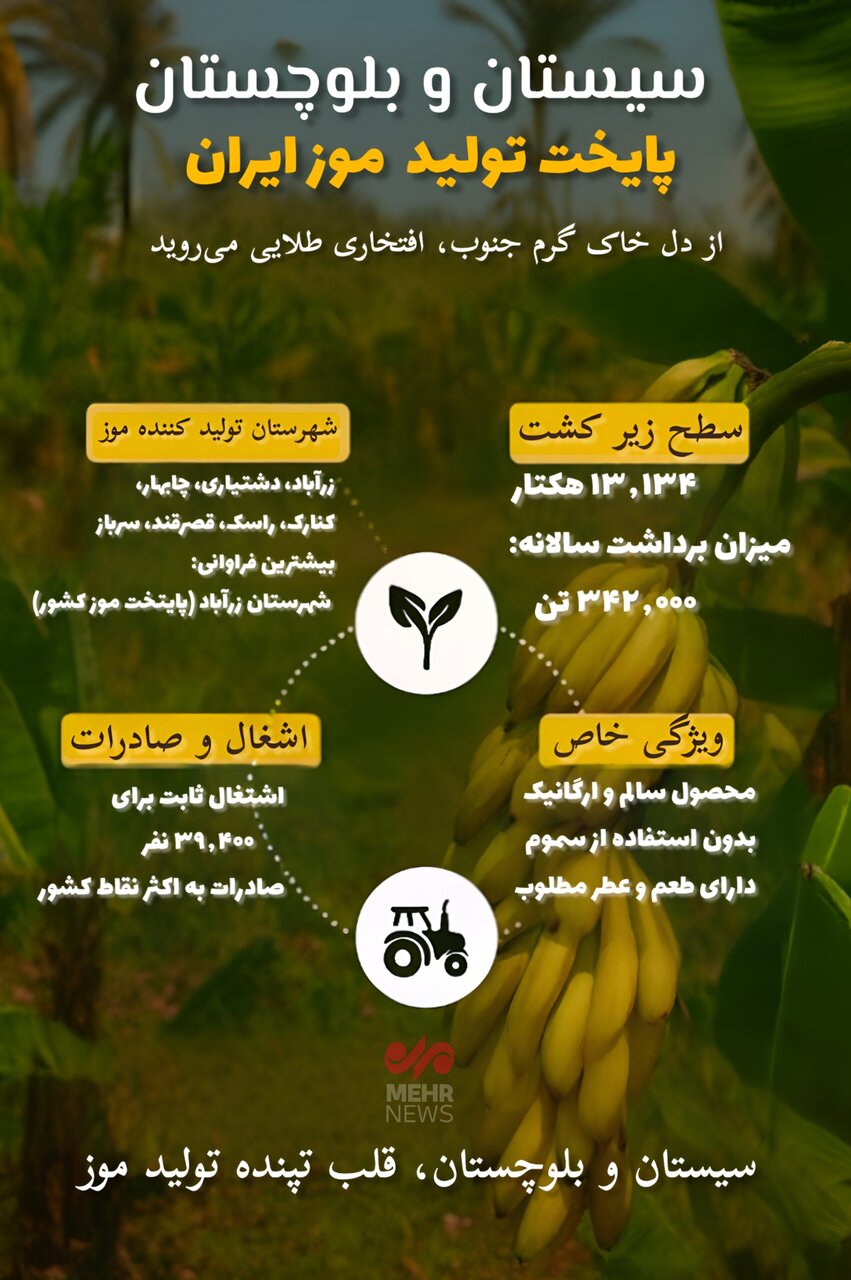 اینفوگرافیک؛ سیستان و بلوچستان پایتخت تولید موز کشور
