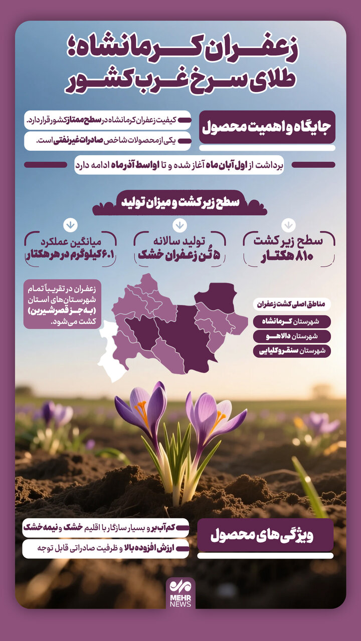اینفوگرافیک؛ زعفران کرمانشاه، طلای سرخ غرب کشور
