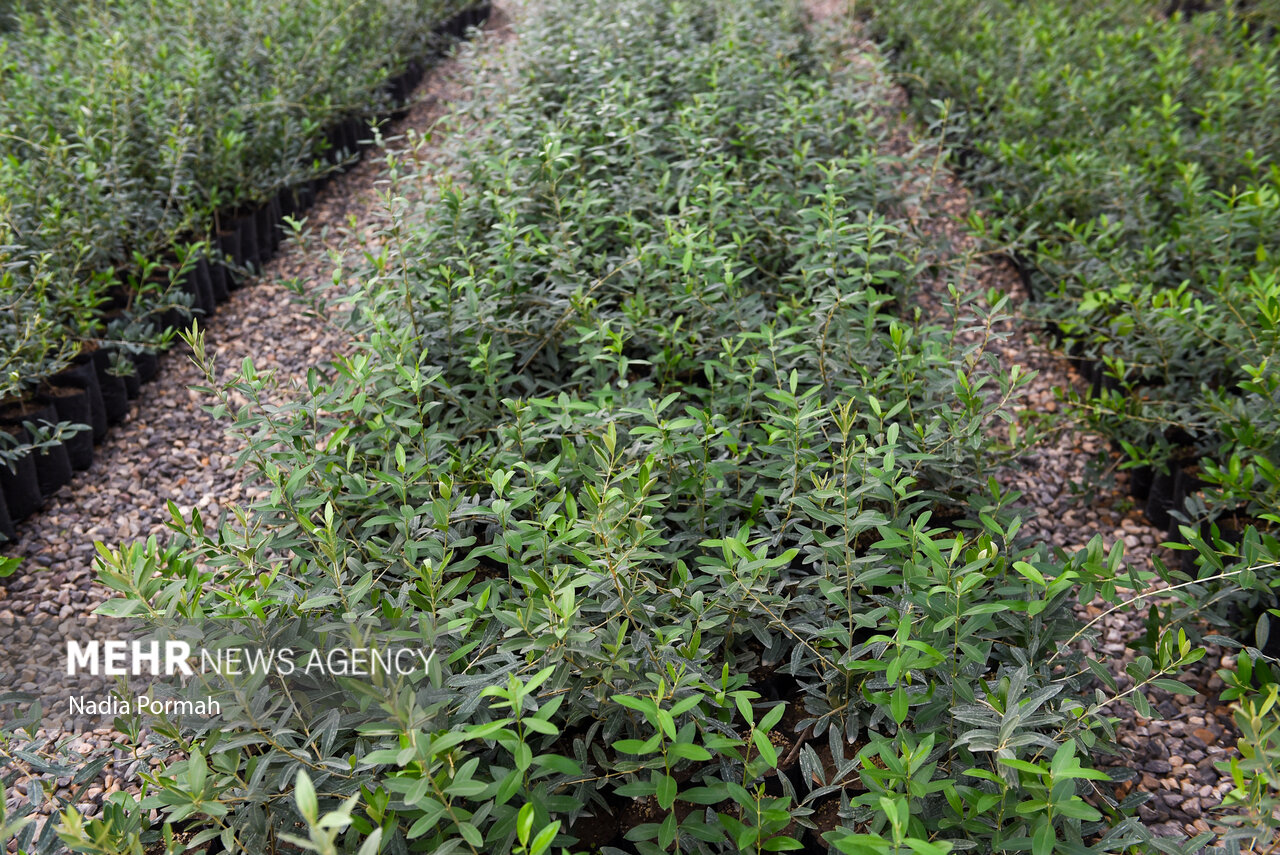 علیزاده: دستاوردهای تحقیقاتی با آموزش در اختیار کشاورزان قرار گیرد