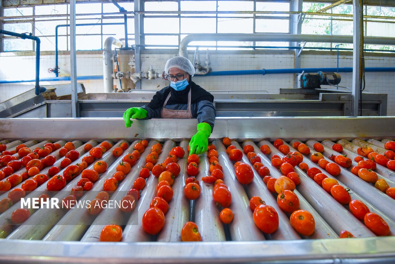 كشاورزي،گوجه،غذايي،محصولات،صنايع،افزايش