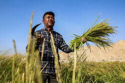 گرانی برنج خوزستان-؛ از مزارع تا بازی‌های مافیایی بازار