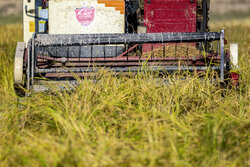 عزیزان: برداشت برنج‌در سطح ۳۳۰۰ هکتار از اراضی ایلام آغاز شد