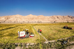 پیش‌بینی برداشت ۷۰۰ هزار تن برنج سفید از شالیزارهای مازندران