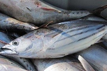 صادرات ۵۷ هزار تن آبزی از هرمزگان