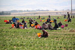 İran'da Safran hasadı