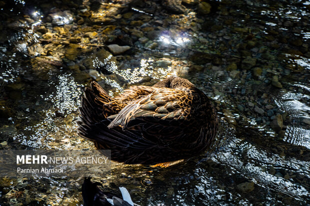 کندلوس؛ مسیری در دل طبیعت