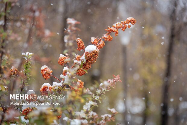 کاهش محسوس دما و یخبندان شبانه در مناطق سردسیر