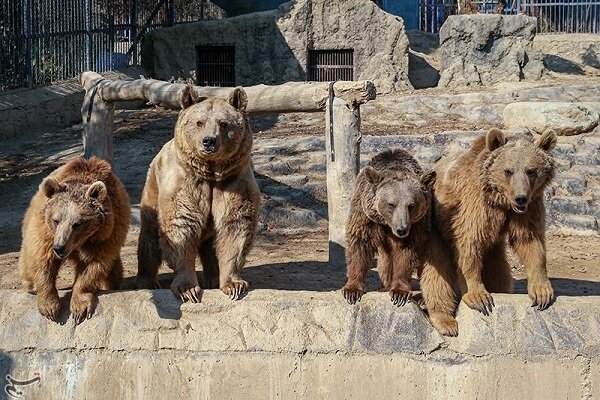حضور رایگان دانش‌آموزان و خانواده‌ها در باغ‌وحش به مناسبت 13 آبان
