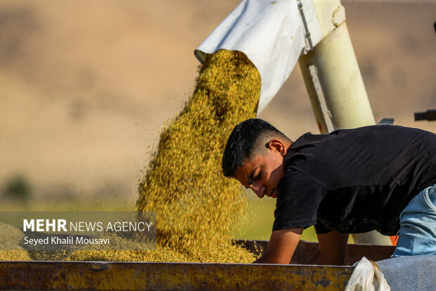 طلای زرد در دل تشنگی؛ برداشت برنج در سرله میداوود