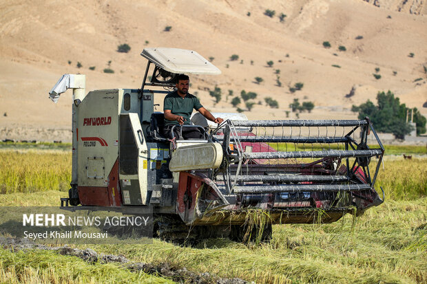 طلای زرد در دل تشنگی؛ برداشت برنج در سرله میداوود