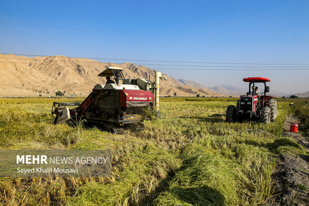 طلای زرد در دل تشنگی؛ برداشت برنج در سرله میداوود