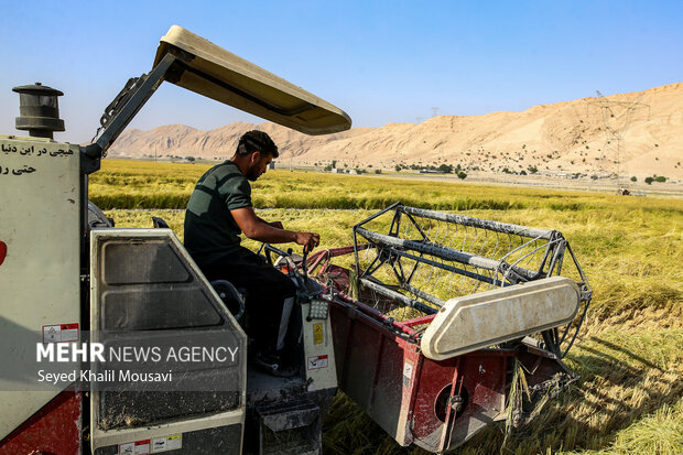 طلای زرد در دل تشنگی؛ برداشت برنج در سرله میداوود